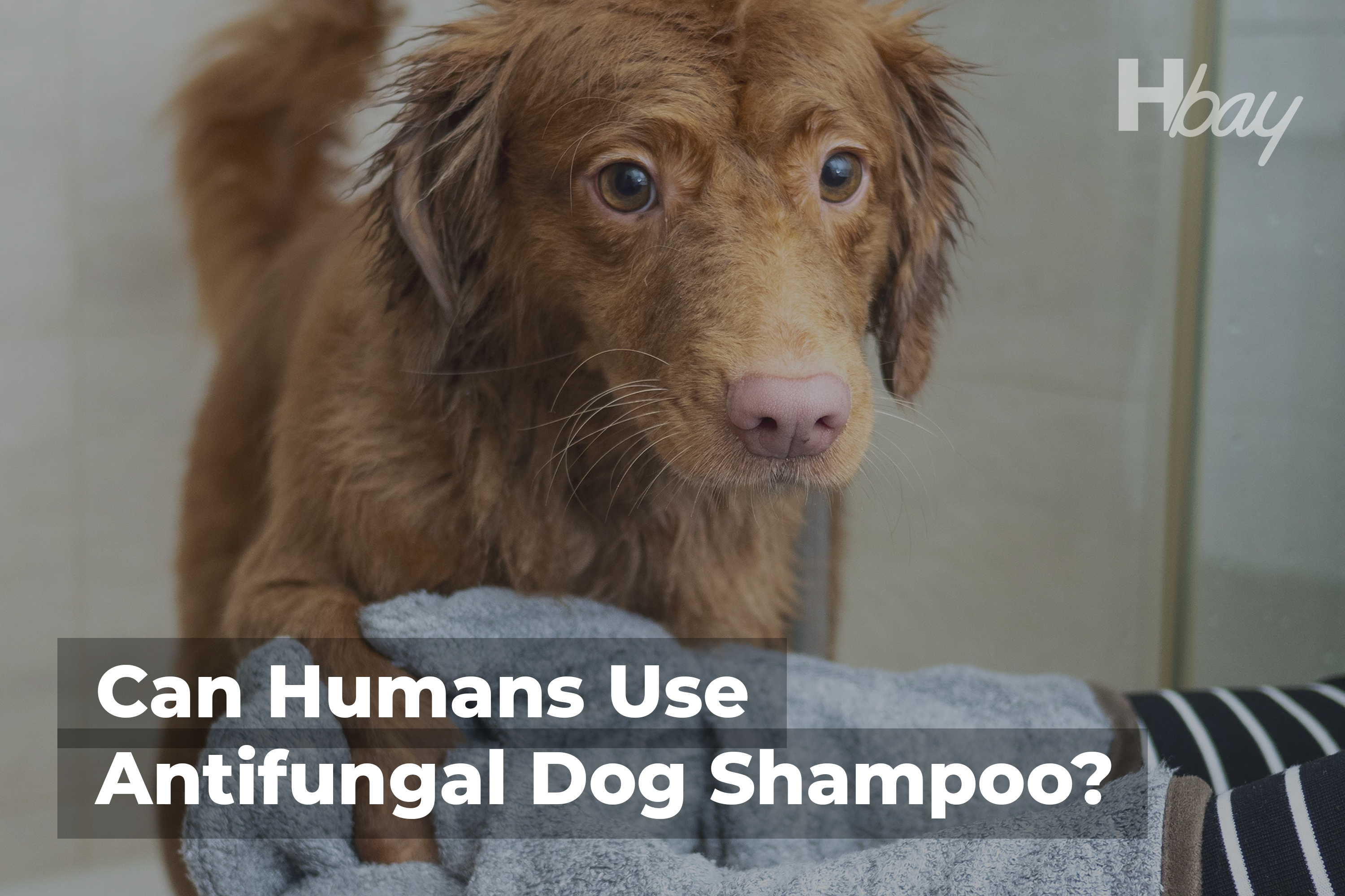 Can Humans Use Antifungal Dog Shampoo