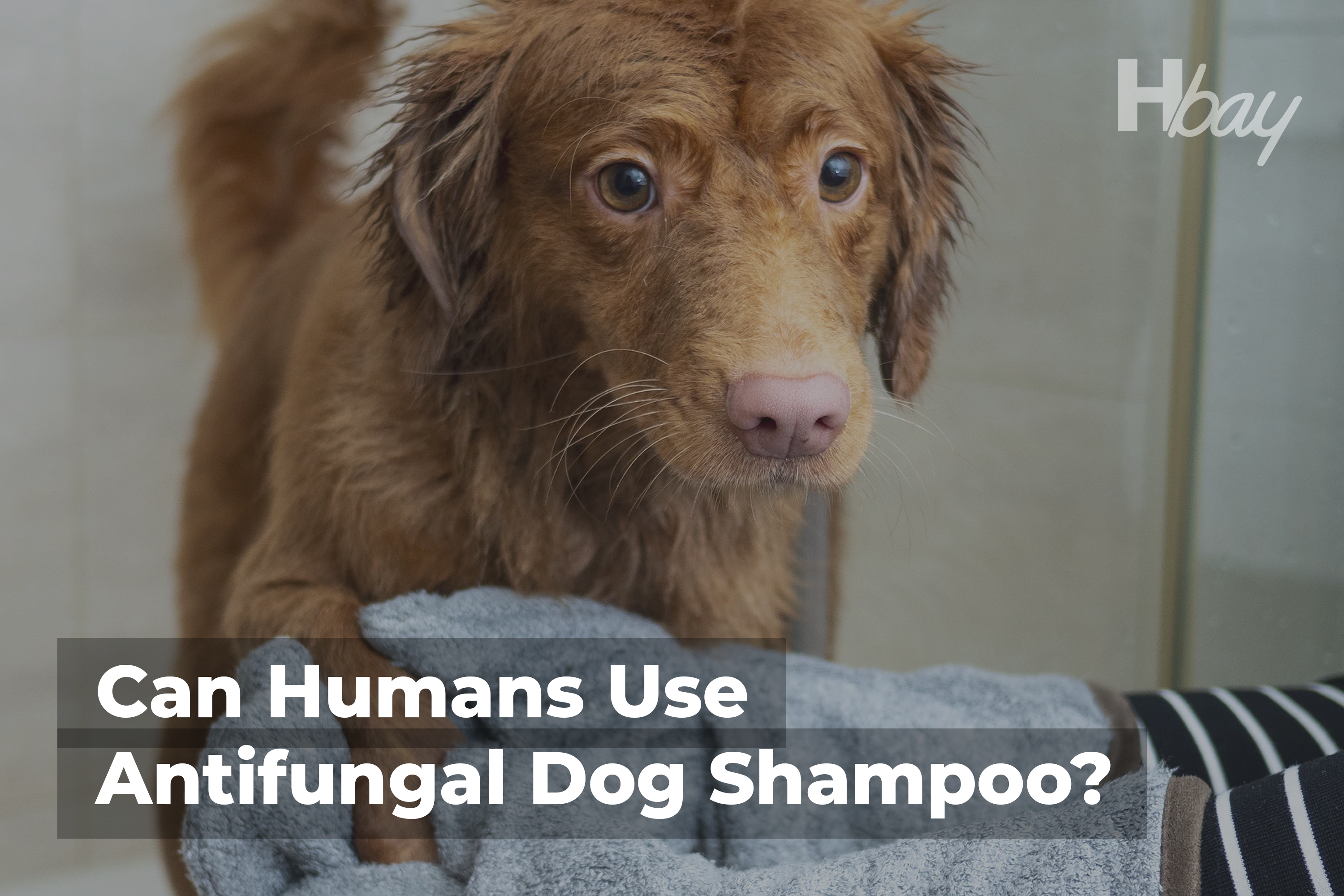 Can i use dog shop shampoo on my hair