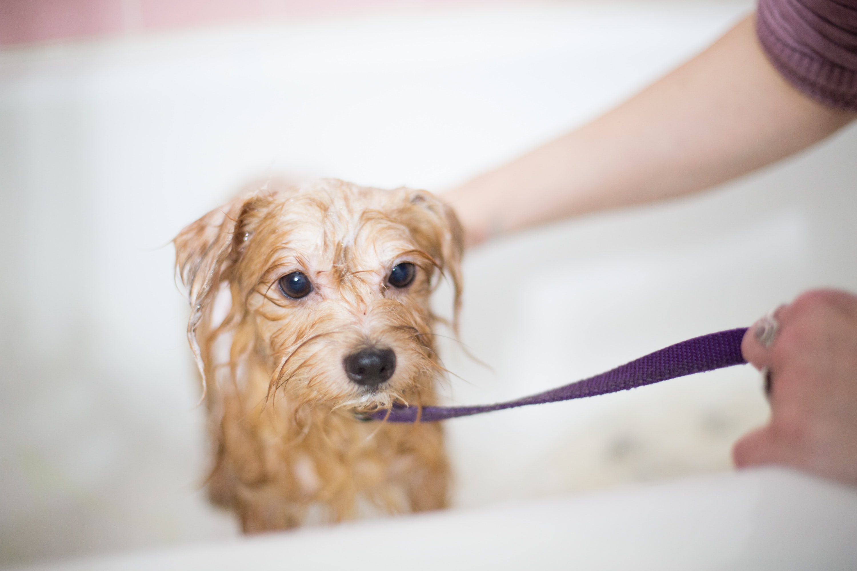 Can Humans Use Dog Shampoo