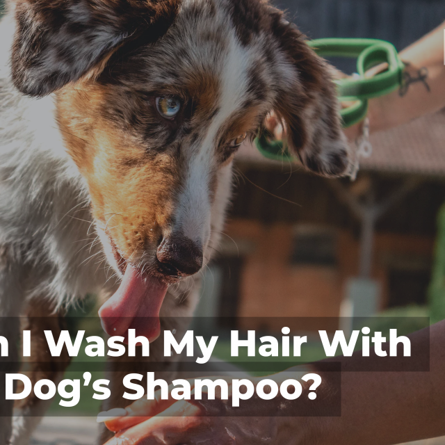 Can I Wash My Dog With Shampoo