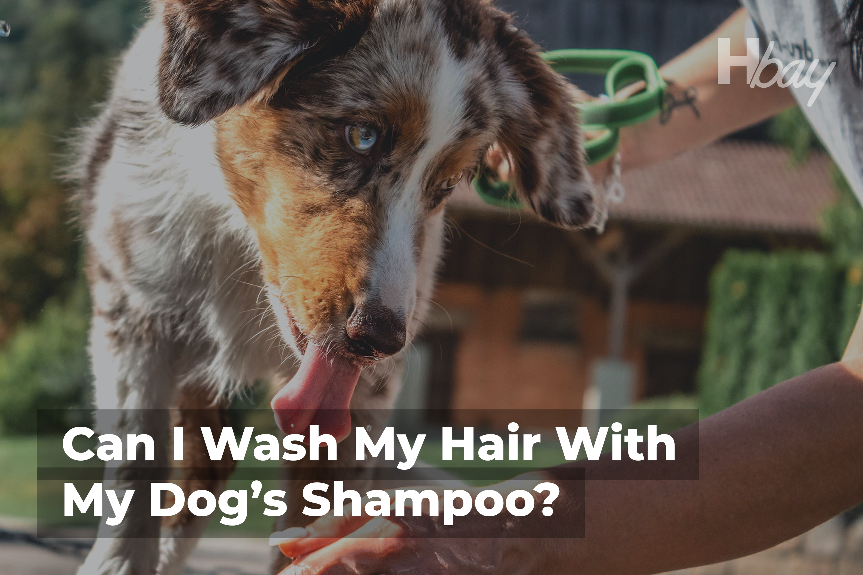 Can I Wash My Hair With My Dog’s Shampoo (2)