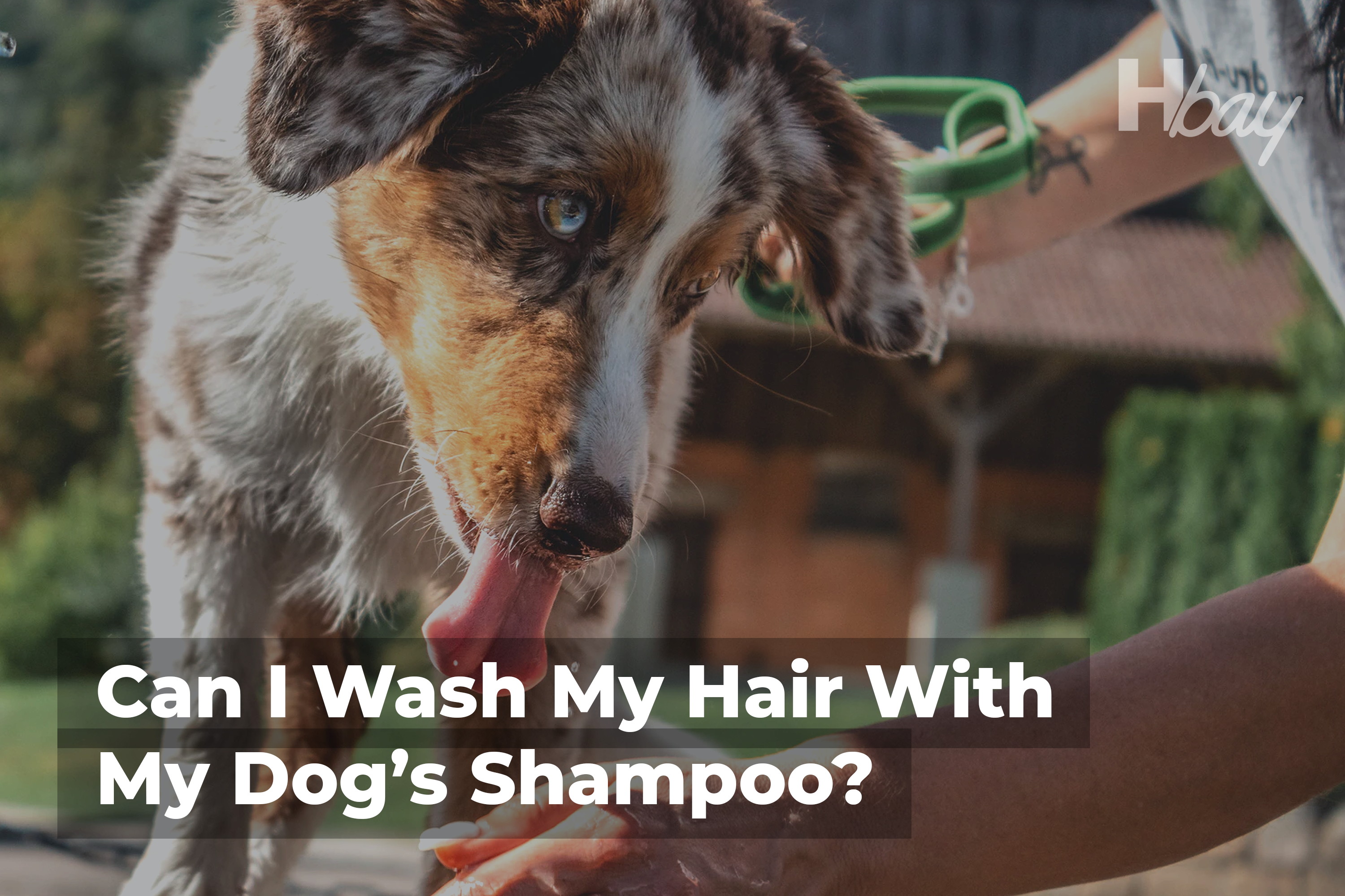 can humans use dog shampoo on their hair