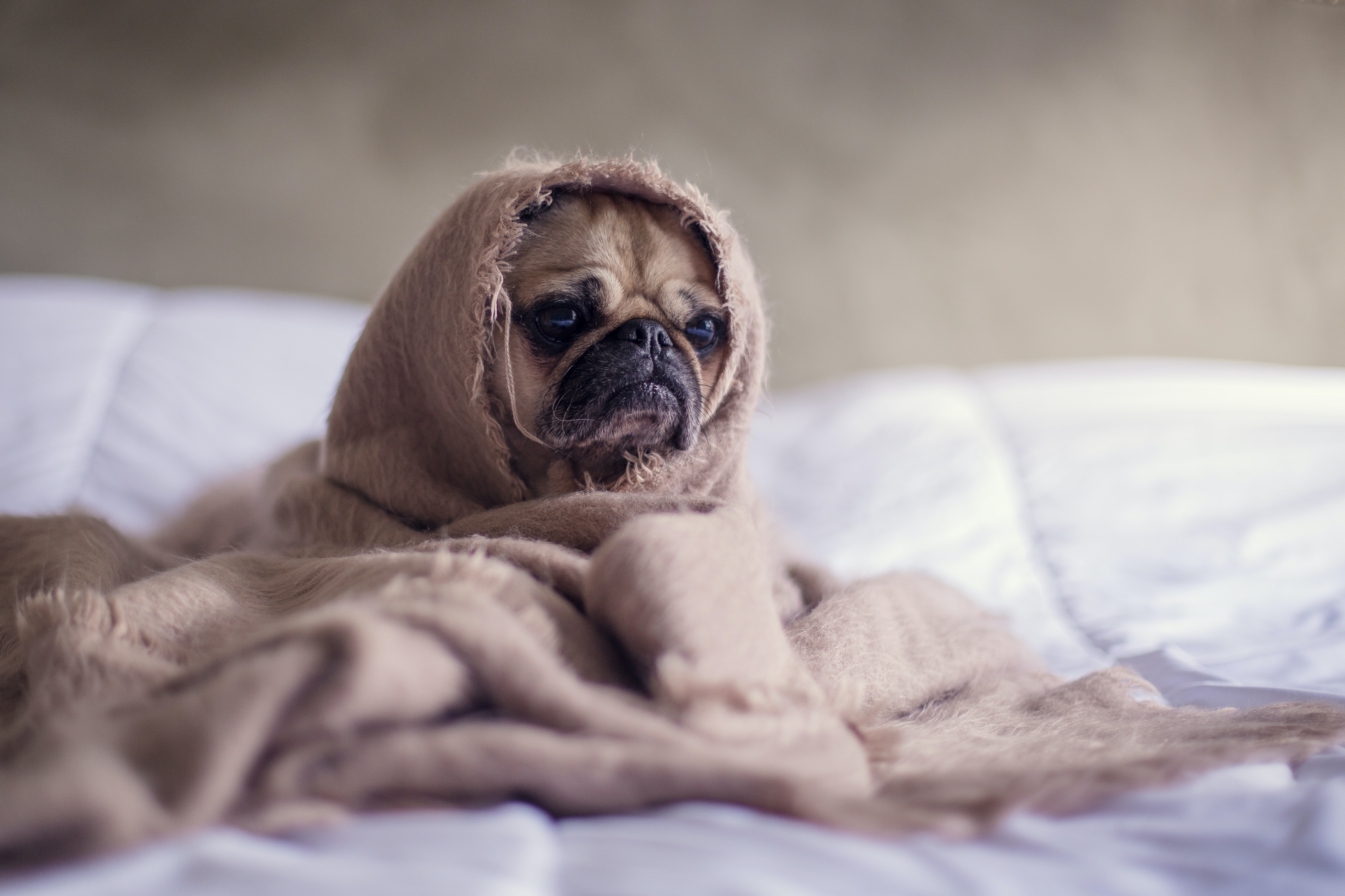 Can I Wash My Hair With My Dog’s Shampoo