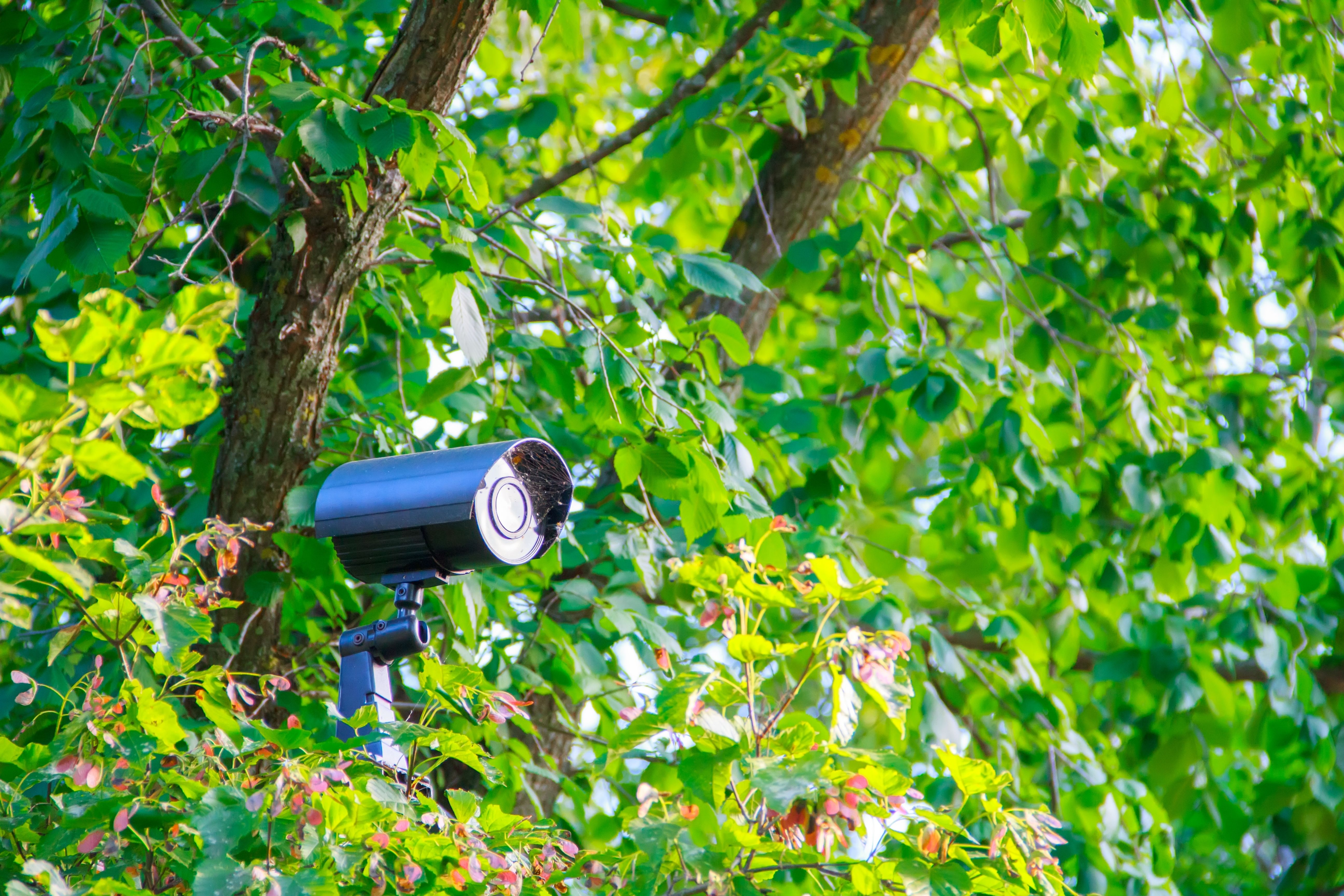 The Benefits Of a Hidden Trail Camera