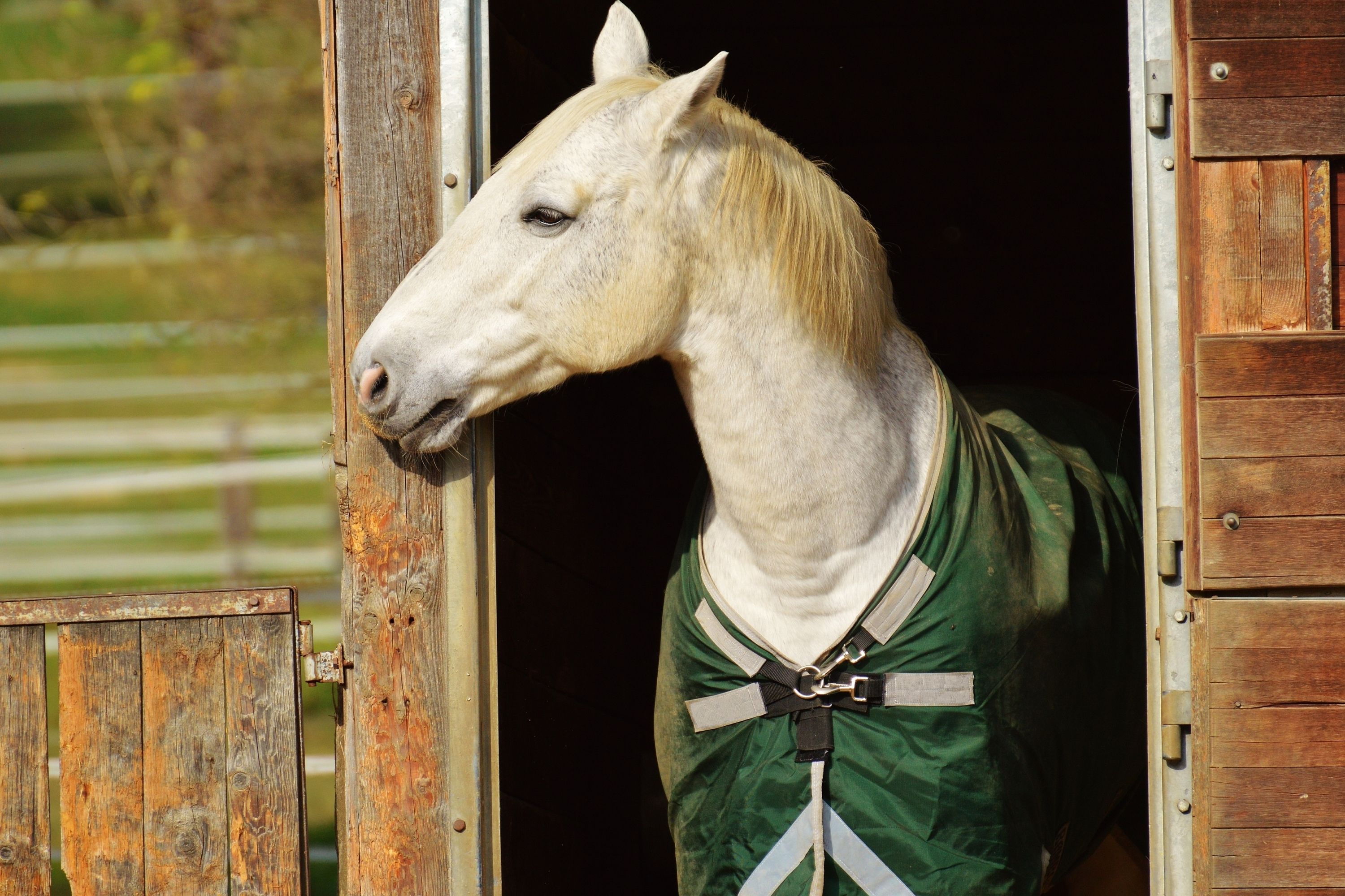 What Is a Horse Loafing Shed