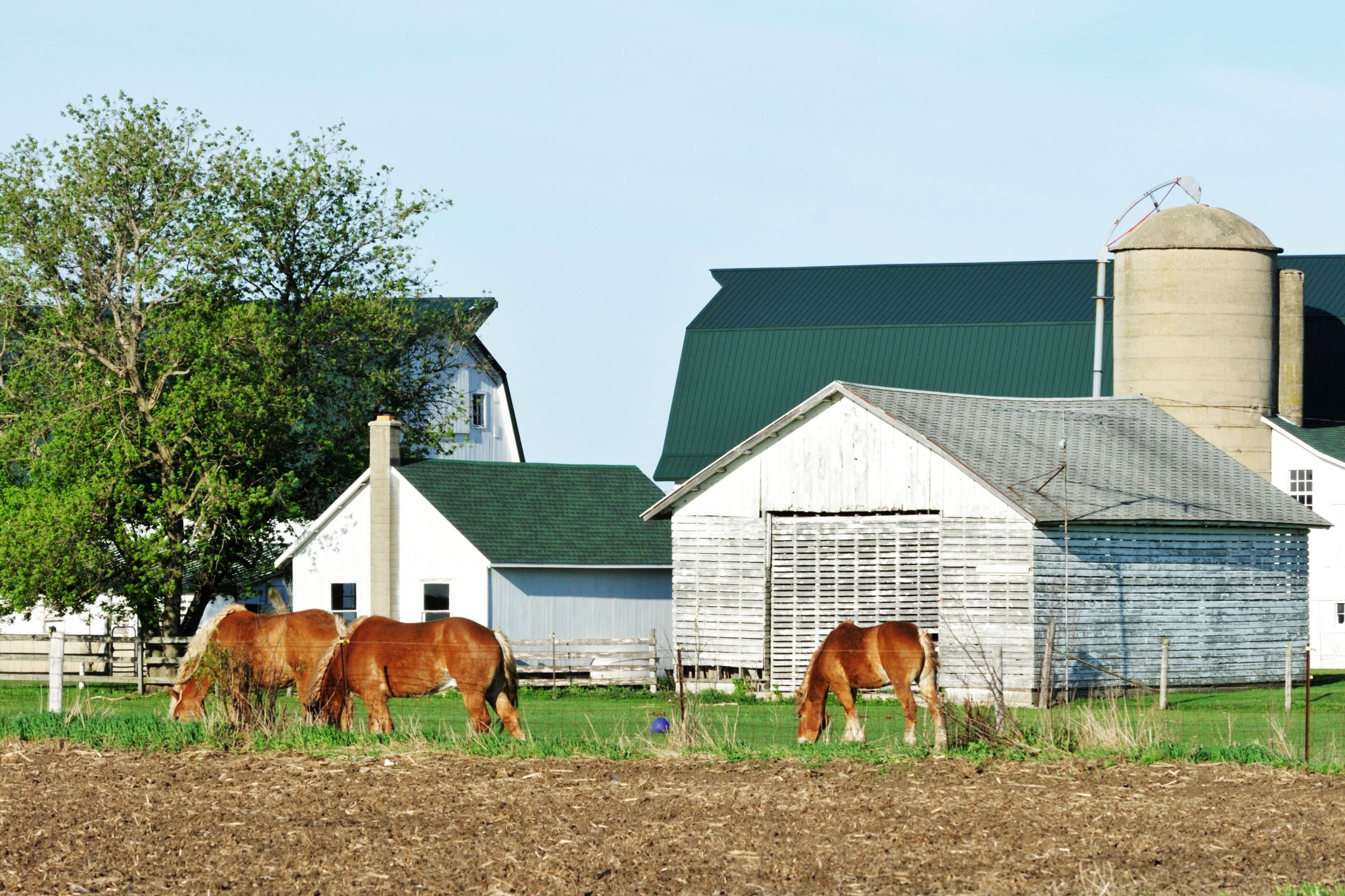 What Is a Loafing Shed additional amenities