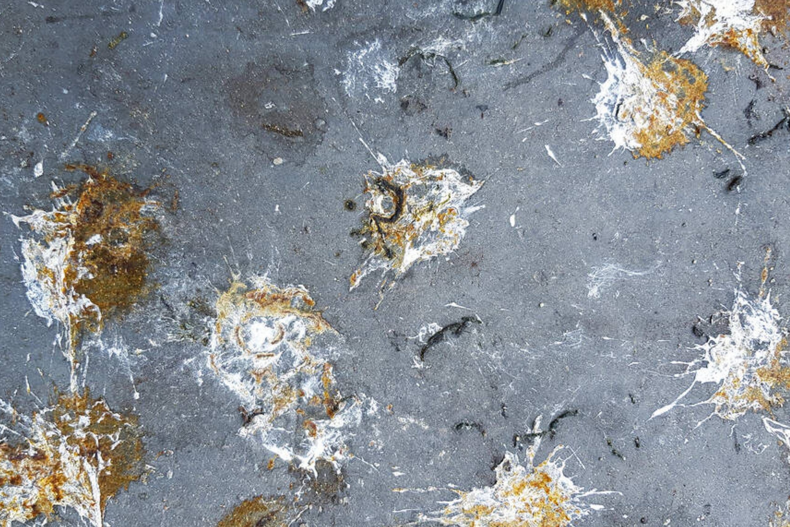 How to Remove Bird Poop From Concrete