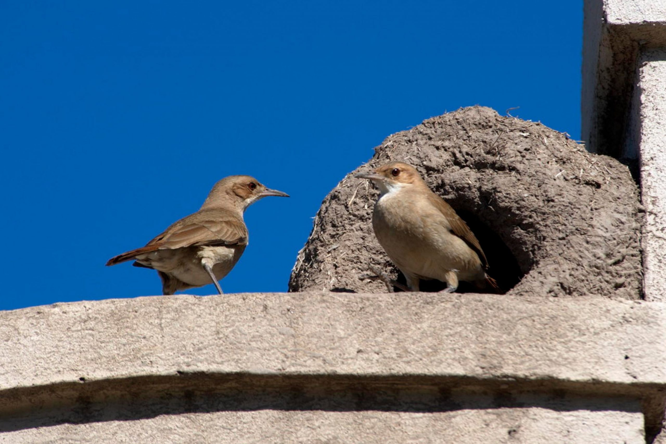 How to Remove Bird Poop Stains From Concrete