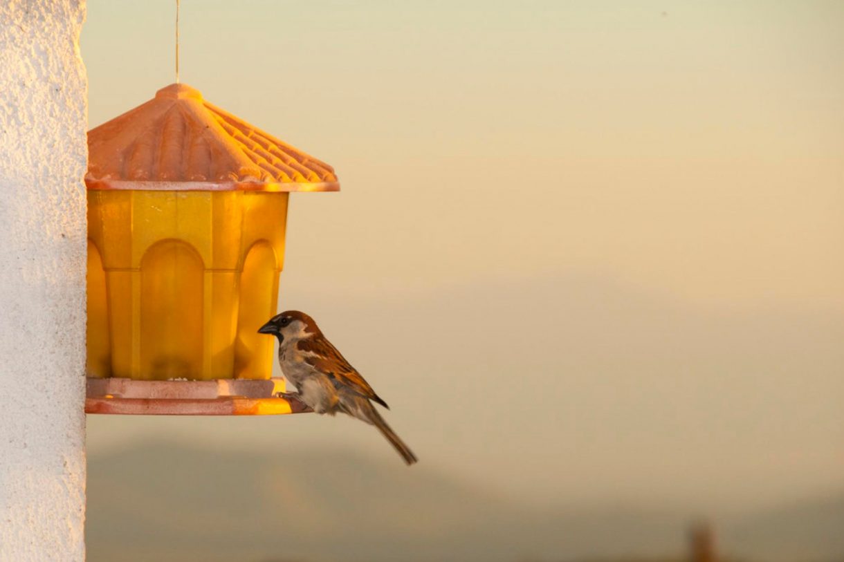 how-to-remove-bird-poop-from-concrete-10-ideas-housekeepingbay