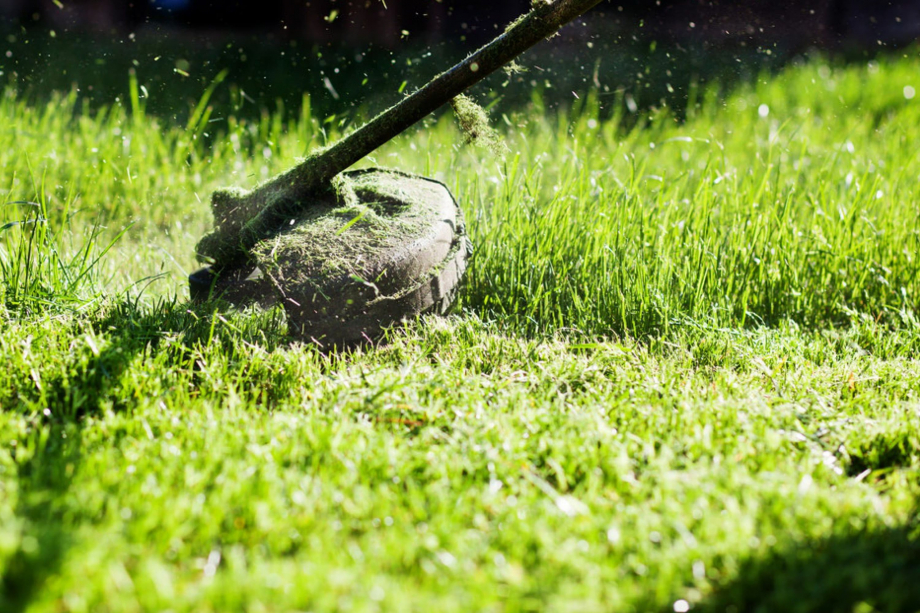 how-long-does-it-take-for-grass-to-dry-after-rain-housekeepingbay