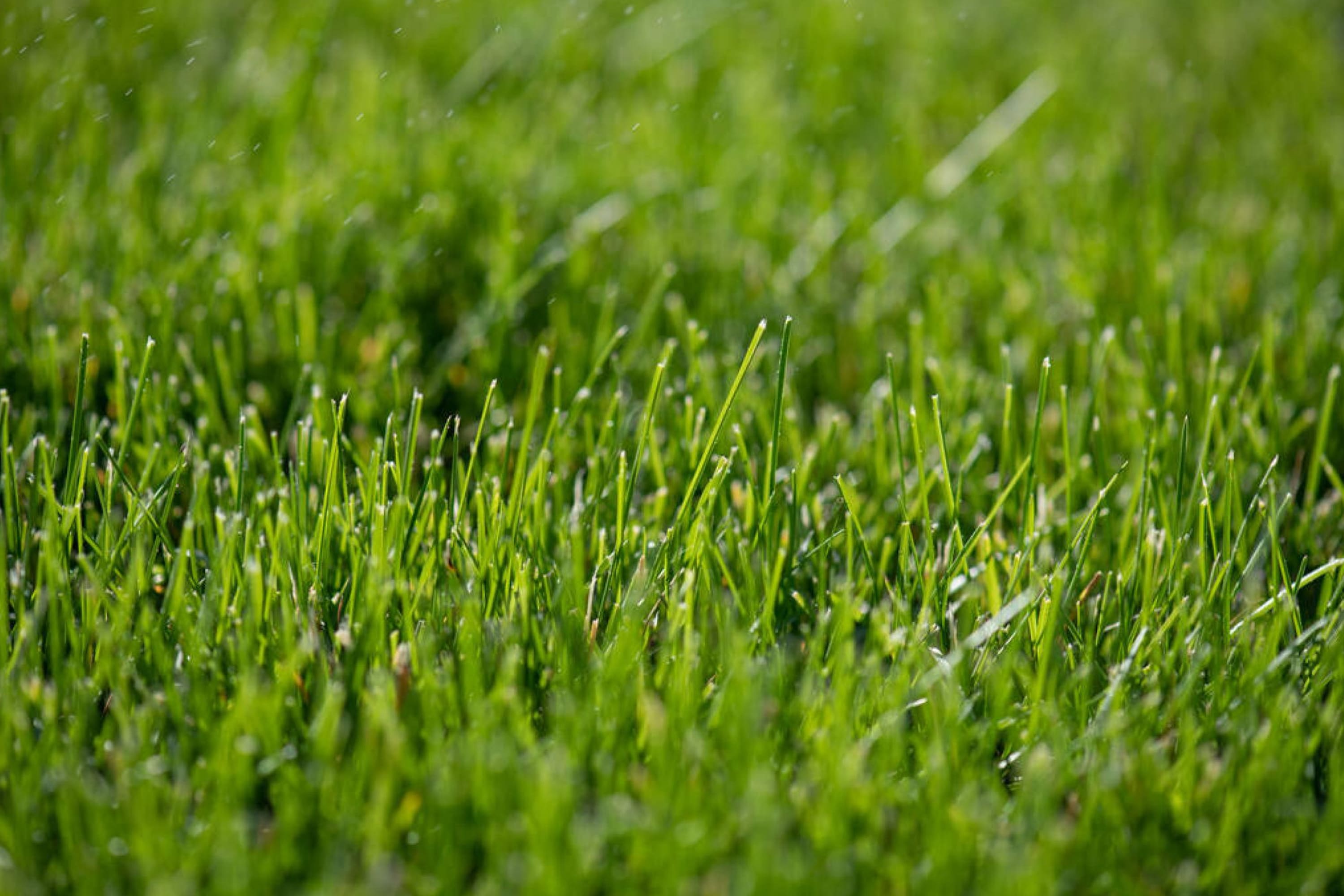 How Long Does It Take For Grass to Dry After Rain? - Housekeepingbay