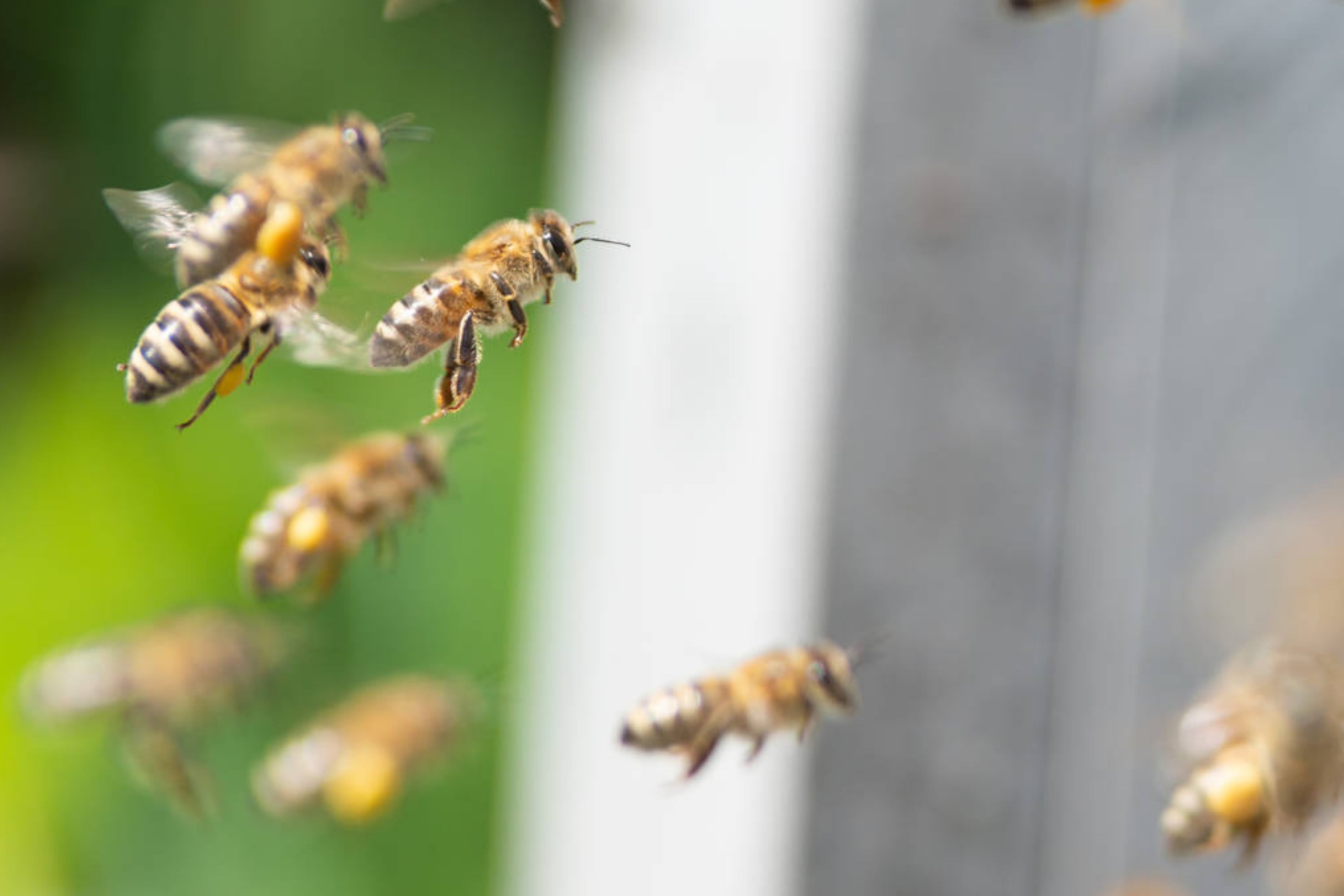 7 Things To Do If You Find Beehive In Your Backyard