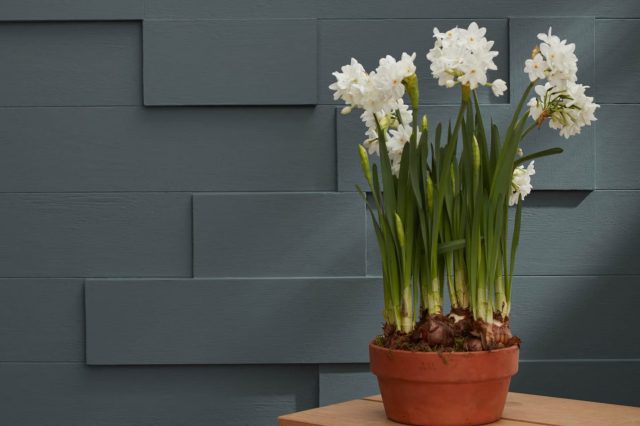 Flint AF-560 by Benjamin Moore